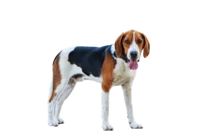 American-Foxhound-3