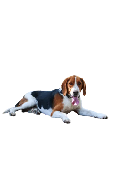 American-Foxhound-4