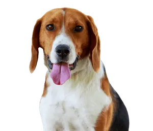 American Foxhound