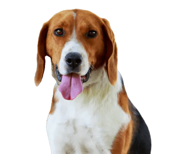 American Foxhound Bild