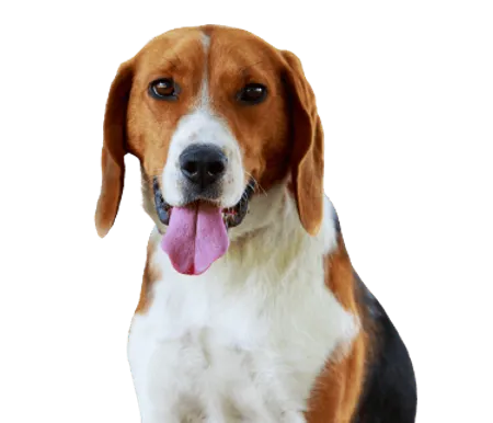 Bild für American Foxhound