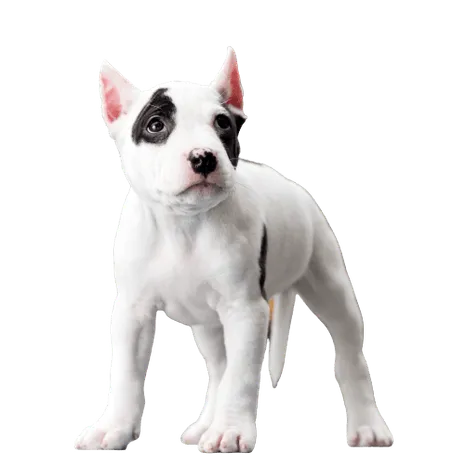 American Staffordshire Terrier