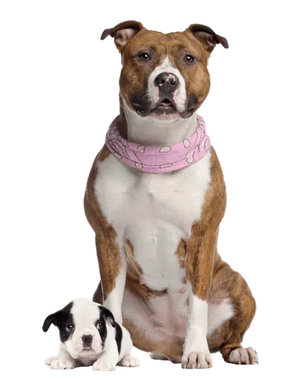 American Staffordshire Terrier