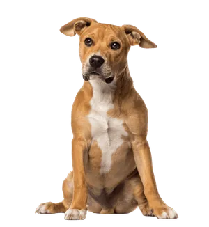 American Staffordshire Terrier