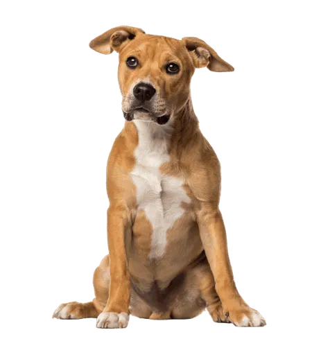 Bild für American Staffordshire Terrier