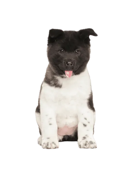Amerikanische Akita