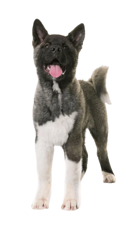 Amerikanische Akita