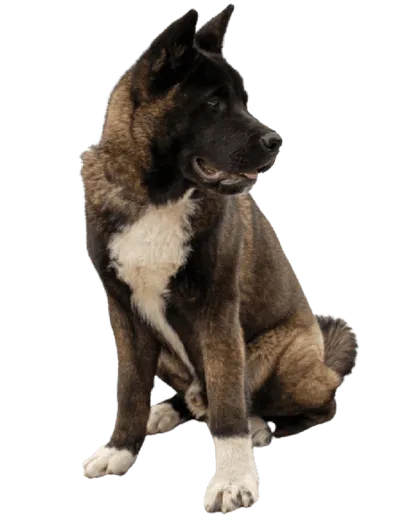 Amerikanische Akita