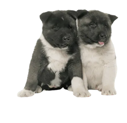 Amerikanische Akita