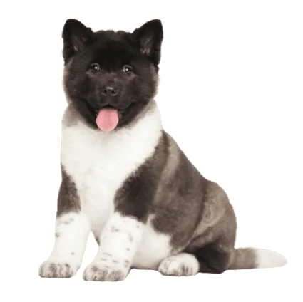 Amerikanische Akita