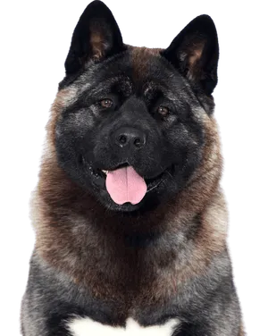 Amerikanischer Akita