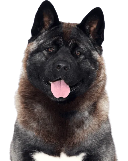Amerikanischer Akita