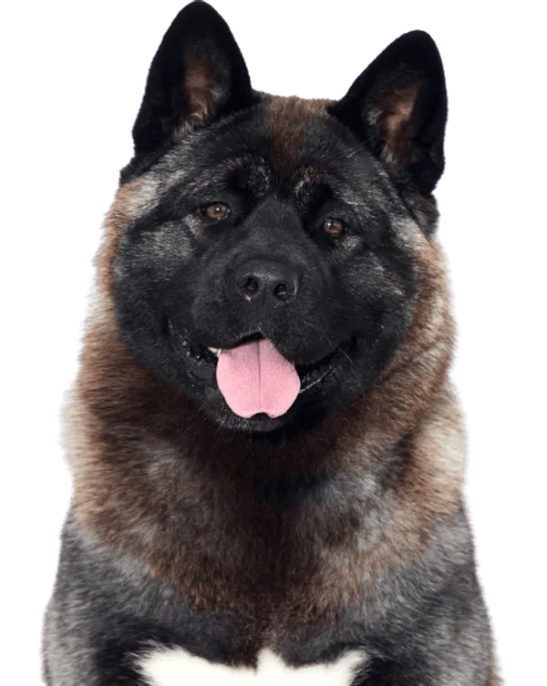 Amerikanischer Akita