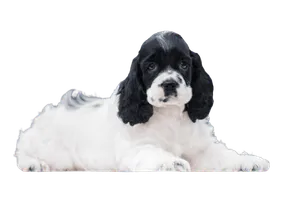 Amerikanische Cocker Spaniel