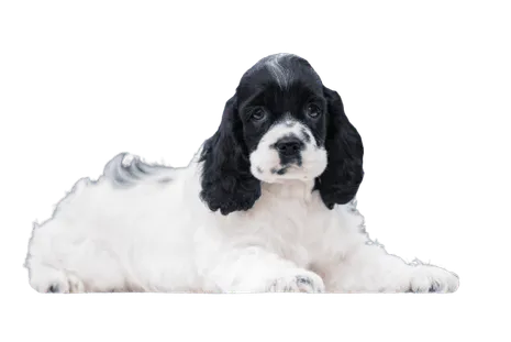 Amerikanische Cocker Spaniel