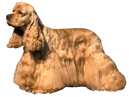 Amerikanische Cocker Spaniel