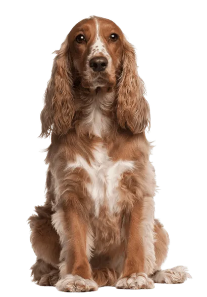 Amerikanische Cocker Spaniel
