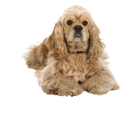 Amerikanische Cocker Spaniel