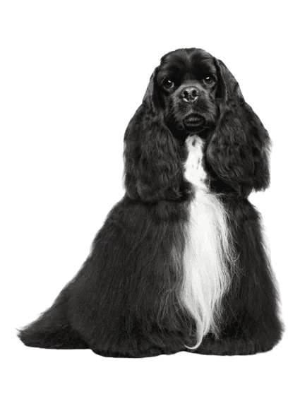 Amerikanische Cocker Spaniel