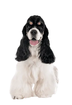 Amerikanischer Cocker Spaniel