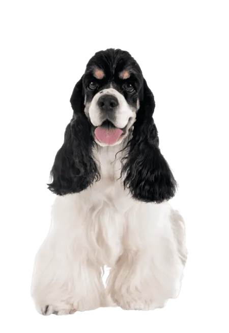 Amerikanischer Cocker Spaniel