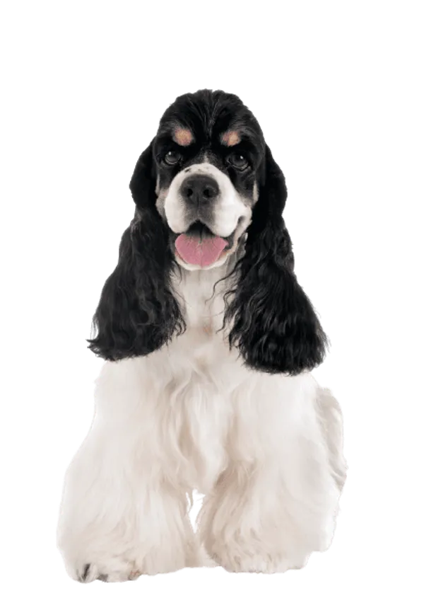 Amerikanischer Cocker Spaniel