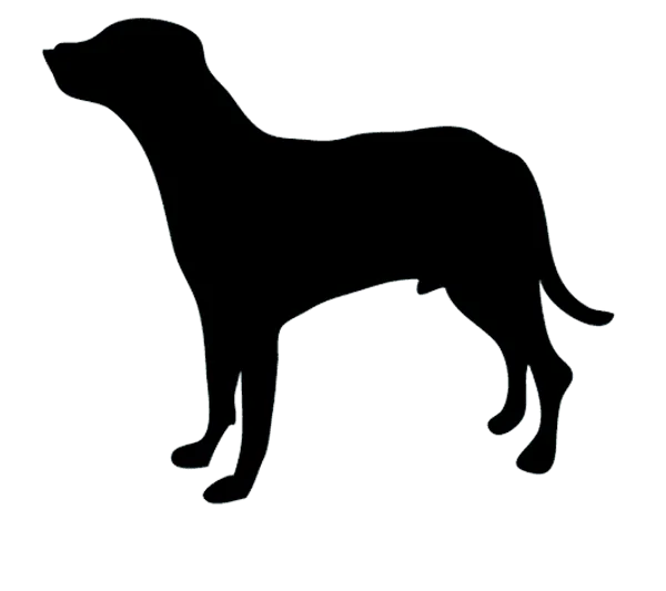 Anglo-Français de petite vénerie