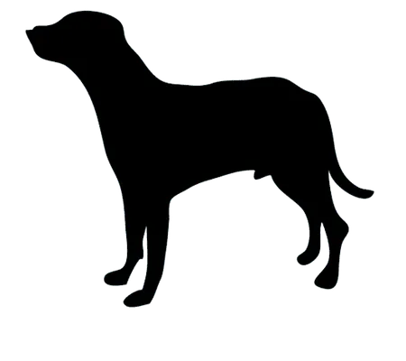 Anglo-Français de petite vénerie