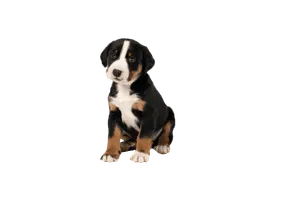 Appenzeller Sennenhund