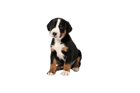 Appenzeller Sennenhund