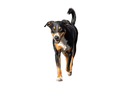 Appenzeller Sennenhund