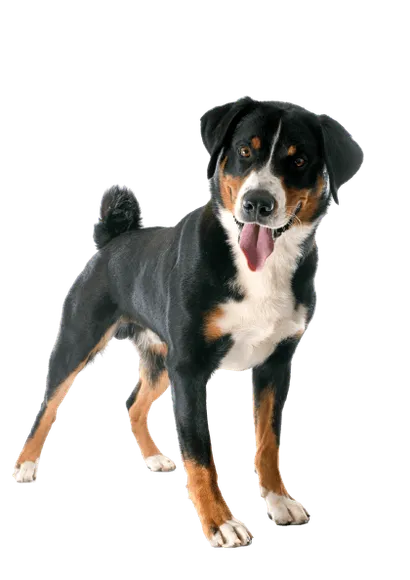 Appenzeller Sennenhund