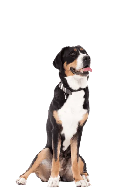 Appenzeller Sennenhund