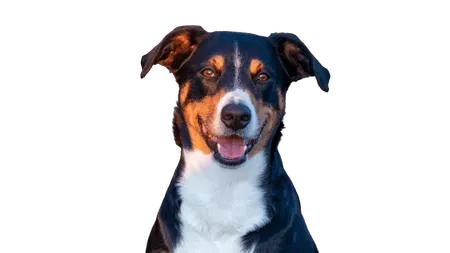 Appenzeller Sennenhund