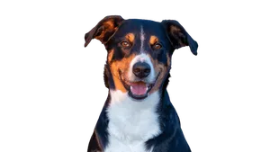 Appenzeller Sennenhund