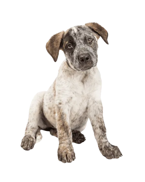 Australian Cattle Dog (3)