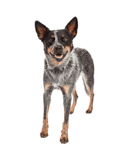 Australian Cattle Dog (1)