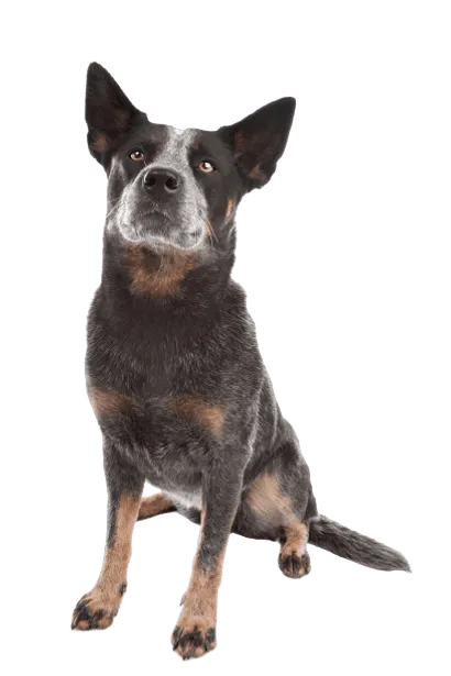 Australian Cattle Dog (2)