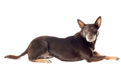 Australian Cattle Dog (5)