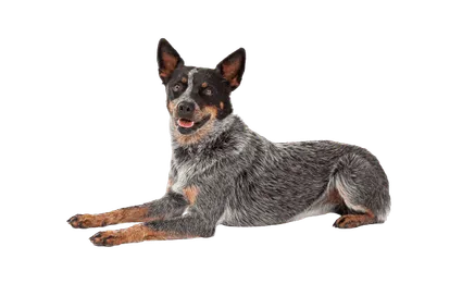 Australian Cattle Dog (6)
