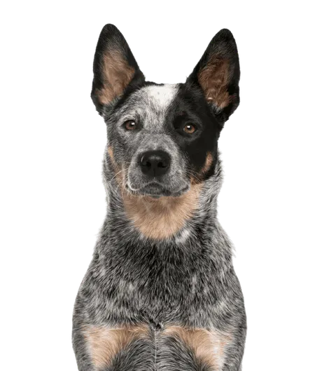 Bild für Australian Cattle Dog