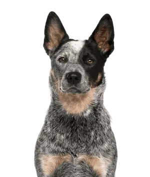 Australian Cattle Dog