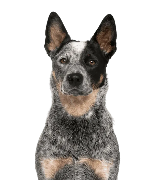 Australian Cattle Dog Bild