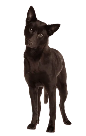 Australian Kelpie