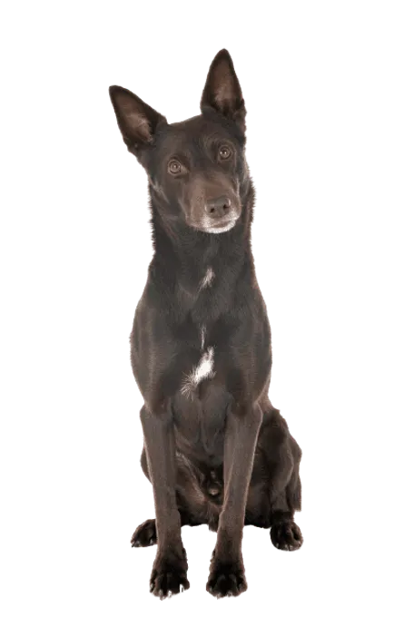 Australian Kelpie