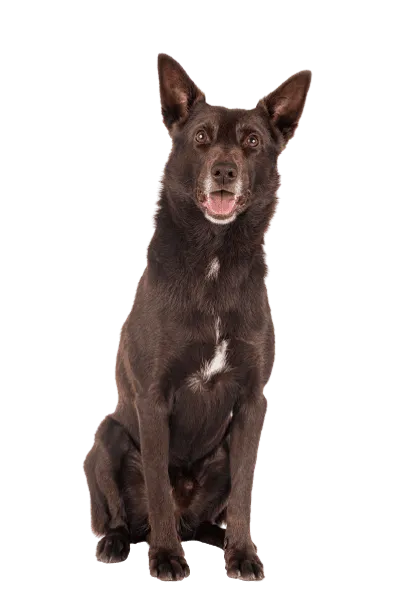 Australian Kelpie