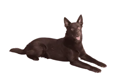 Australian Kelpie