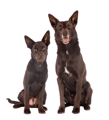 Australian Kelpie