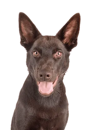 Australian Kelpie