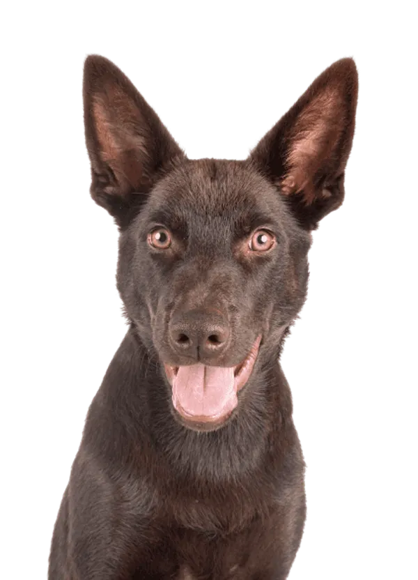 Australian Kelpie Bild